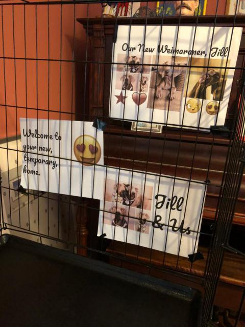 Jill's foster home welcome!
